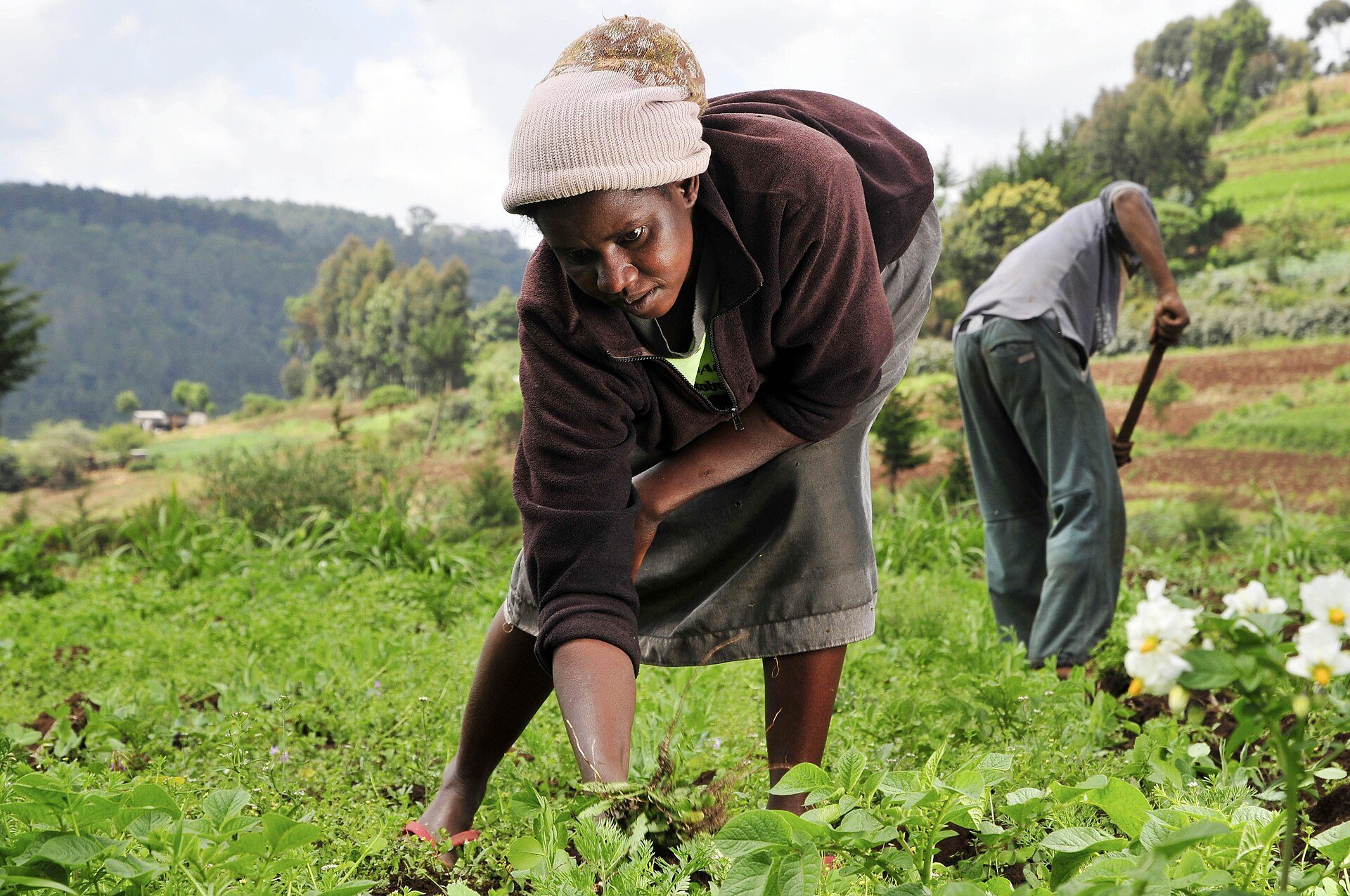 A woman farmer tending green crops on a hillside farm in Kenya